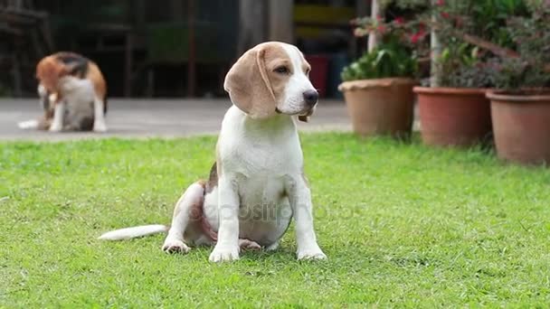 Purebred beagle dog looking for something — Stock Video
