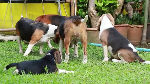 Perro beagle pura raza en busca de algo — Vídeos de Stock