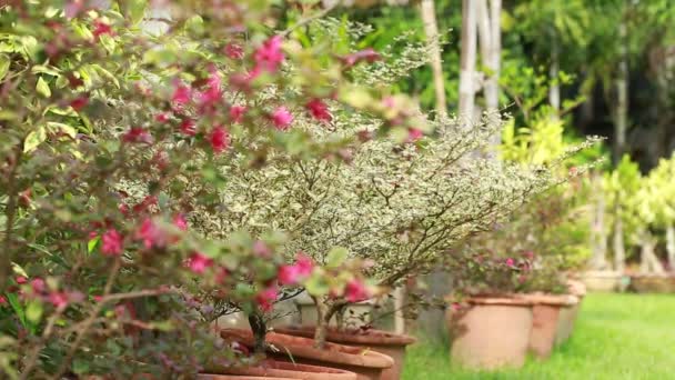 風と庭で美しい植物 — ストック動画