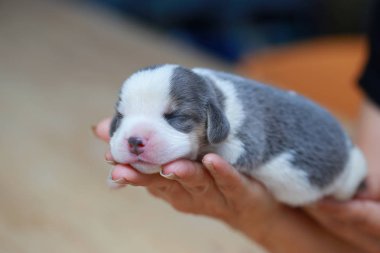 Saf ırk beagle köpek yavrusu uyku ve ilk kez arıyorum
