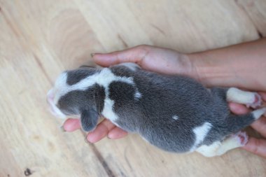 Saf ırk beagle köpek yavrusu uyku ve ilk kez arıyorum