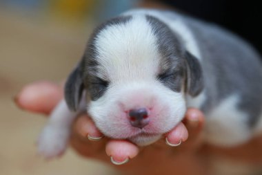 Saf ırk beagle köpek yavrusu uyku ve ilk kez arıyorum