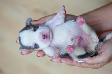 Saf ırk beagle köpek yavrusu uyku ve ilk kez arıyorum