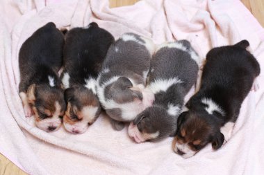 Saf ırk beagle köpek yavrusu uyku ve ilk kez arıyorum