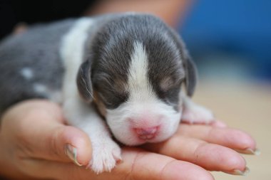 Saf ırk beagle köpek yavrusu uyku ve ilk kez arıyorum