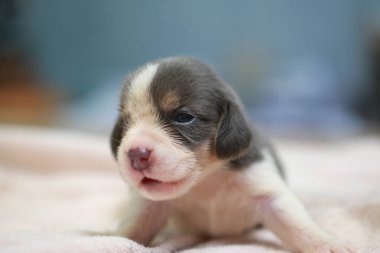 Saf ırk beagle köpek yavrusu uyku ve ilk kez arıyorum