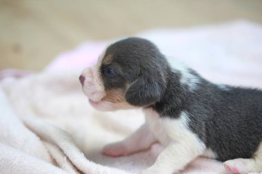 Saf ırk beagle köpek yavrusu uyku ve ilk kez arıyorum