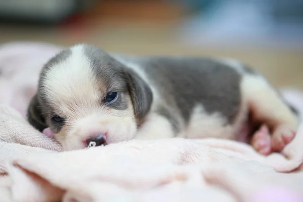 Pure breed beagle Puppy is sleeping and looking in first time — Stock Photo, Image