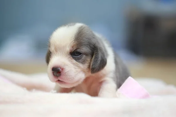 Pure race beagle chiot dort et regarde dans la première fois — Photo