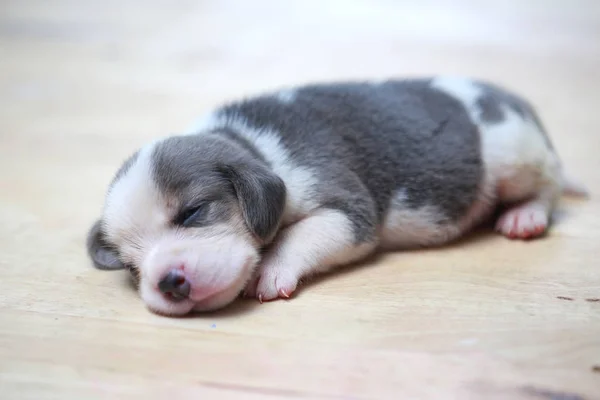 Puro raça beagle filhote de cachorro está dormindo e olhando na primeira vez — Fotografia de Stock