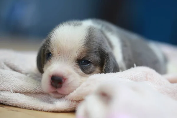 Pure breed beagle Puppy is sleeping and looking in first time — Stock Photo, Image