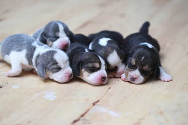 Pure race beagle chiot dort et regarde dans la première fois — Photo