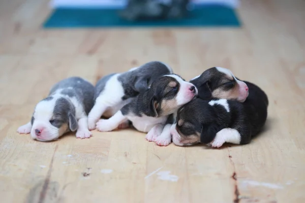 Pure breed beagle Puppy is sleeping and looking in first time — Stock Photo, Image