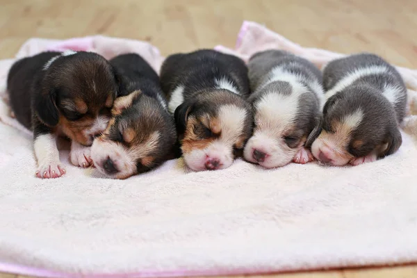 Čisté plemeno beagle štěně spí a hledá v prvním — Stock fotografie