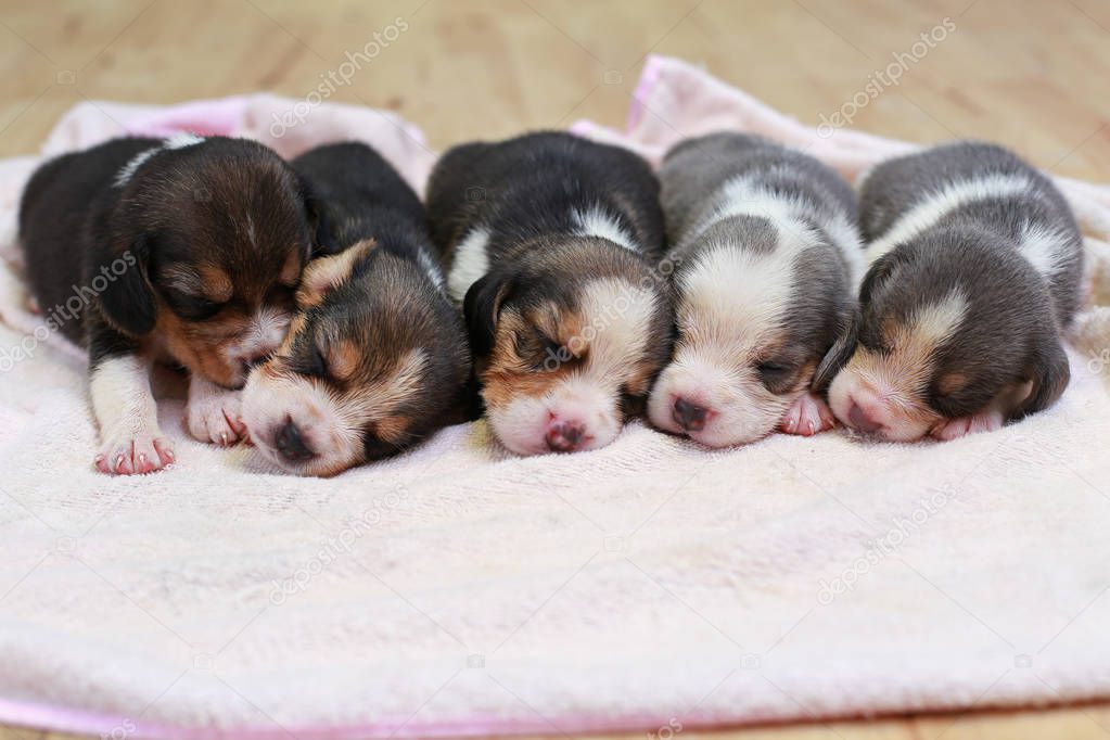 pure breed beagle Puppy is sleeping and looking in first time