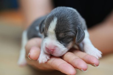 Saf ırk beagle köpek yavrusu uyku ve ilk kez arıyorum