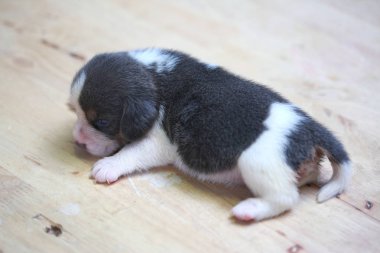 Saf ırk beagle köpek yavrusu uyku ve ilk kez arıyorum