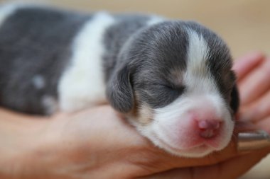 Saf ırk beagle köpek yavrusu uyku ve ilk kez arıyorum