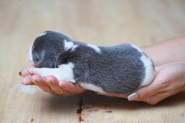 Saf ırk beagle köpek yavrusu uyku ve ilk kez arıyorum