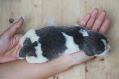 Saf ırk beagle köpek yavrusu uyku ve ilk kez arıyorum