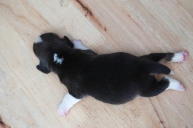 Saf ırk beagle köpek yavrusu uyku ve ilk kez arıyorum