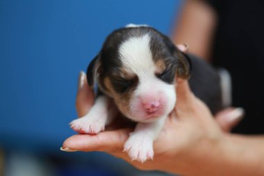 Saf ırk beagle köpek yavrusu uyku ve ilk kez arıyorum