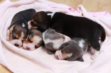 Saf ırk beagle köpek yavrusu uyku ve ilk kez arıyorum