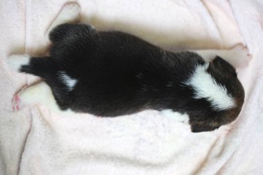 Saf ırk beagle köpek yavrusu uyku ve ilk kez arıyorum