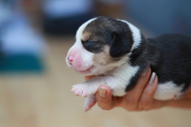 Saf ırk beagle köpek yavrusu uyku ve ilk kez arıyorum