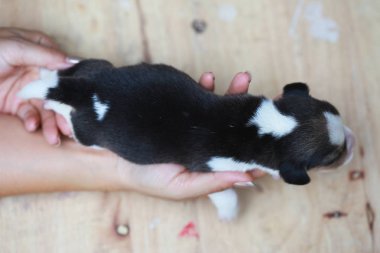 Saf ırk beagle köpek yavrusu uyku ve ilk kez arıyorum