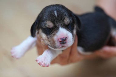 Saf ırk beagle köpek yavrusu uyku ve ilk kez arıyorum