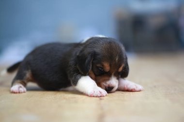 Saf ırk beagle köpek yavrusu uyku ve ilk kez arıyorum