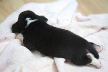 Saf ırk beagle köpek yavrusu uyku ve ilk kez arıyorum