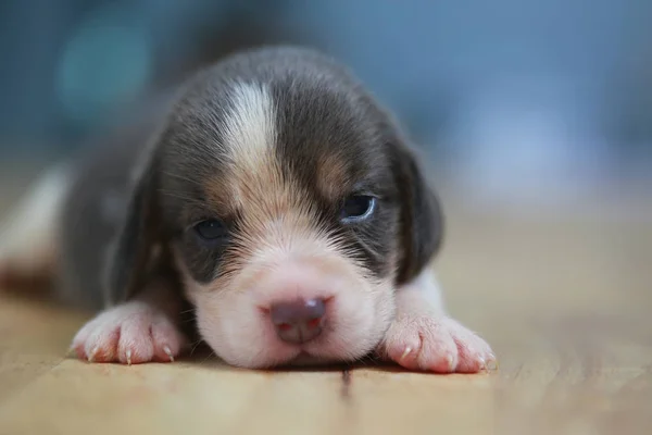 Czystej rasy beagle szczeniak jest spanie i patrząc w po raz pierwszy — Zdjęcie stockowe