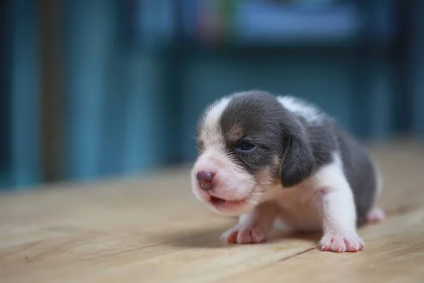 Pure breed beagle Puppy is sleeping and looking in first time — Stock Photo, Image