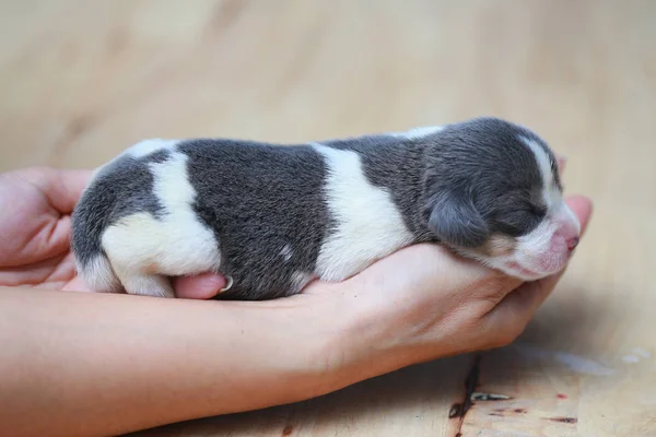 Pure race beagle chiot dort et regarde dans la première fois — Photo