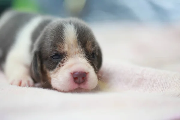 Pure race beagle chiot dort et regarde dans la première fois — Photo