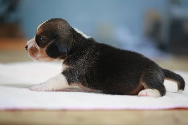 Pure breed beagle Puppy is sleeping and looking in first time — Stock Photo, Image