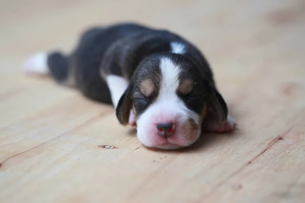 纯种小猎犬的小狗是睡觉和看在第一次 — 图库照片