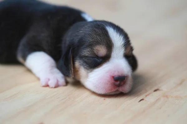 純粋犬種ビーグル子犬が寝ていると、最初の時間を探して — ストック写真