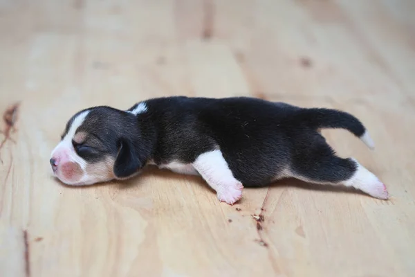 Czystej rasy beagle szczeniak jest spanie i patrząc w po raz pierwszy — Zdjęcie stockowe