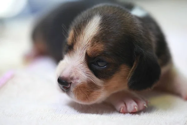 Puro raça beagle filhote de cachorro está dormindo e olhando na primeira vez — Fotografia de Stock