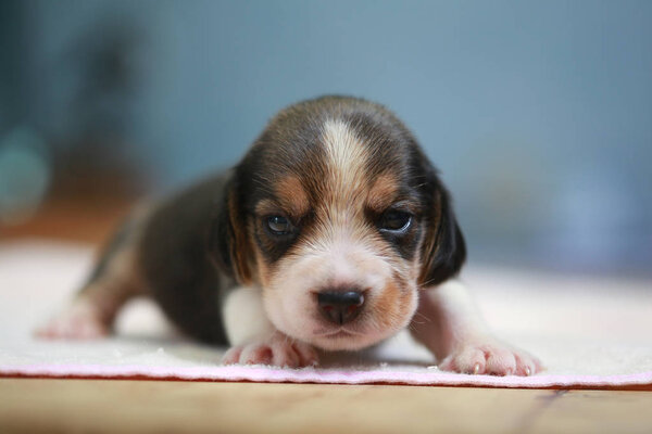 pure breed beagle Puppy is sleeping and looking in first time