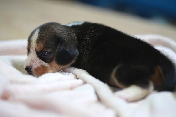 纯种小猎犬的小狗是睡觉和看在第一次 — 图库照片