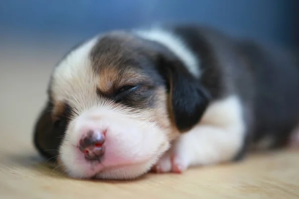 Puro raça beagle filhote de cachorro está dormindo e olhando na primeira vez — Fotografia de Stock