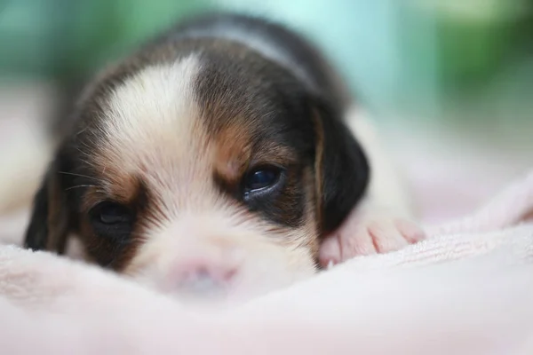 Pure race beagle chiot dort et regarde dans la première fois — Photo