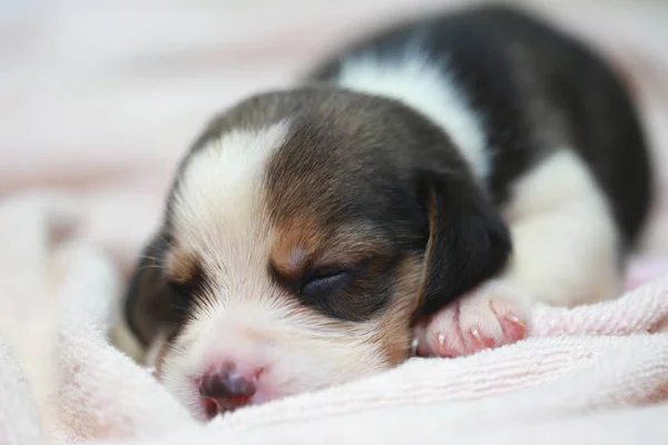 Pura raza beagle cachorro está durmiendo y mirando en primera vez —  Fotos de Stock