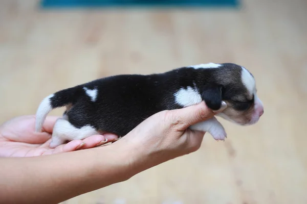 Czystej rasy beagle szczeniak jest spanie i patrząc w po raz pierwszy — Zdjęcie stockowe