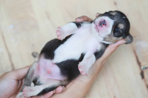 Saf ırk beagle köpek yavrusu uyku ve ilk kez arıyorum — Stok fotoğraf