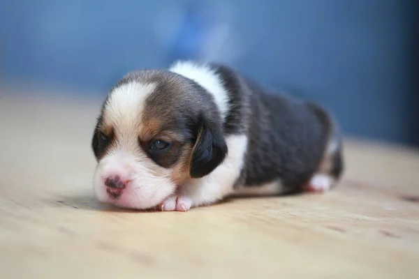 Saf ırk beagle köpek yavrusu uyku ve ilk kez arıyorum — Stok fotoğraf